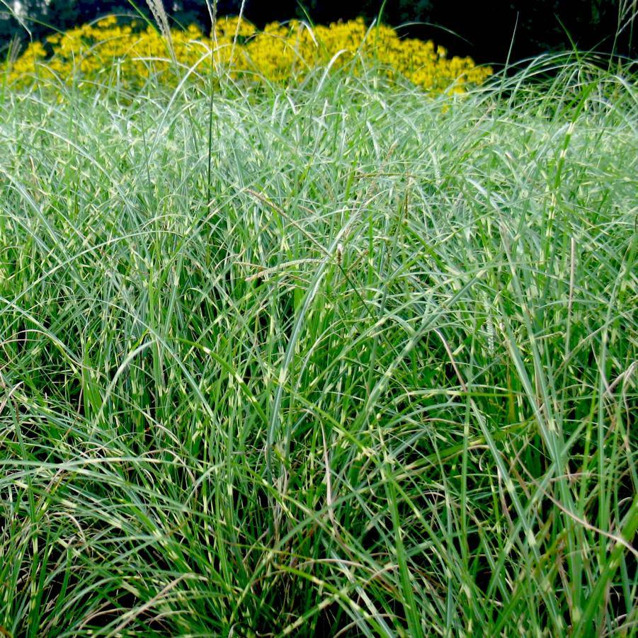 G0150 Grass Miscanthus Sinensis Little Zebra - View 17 from www redcrocus com