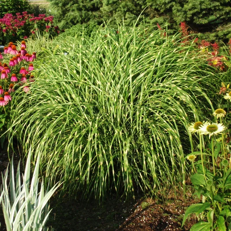 G0150 Grass Miscanthus Sinensis Little Zebra - View 2 from www redcrocus com