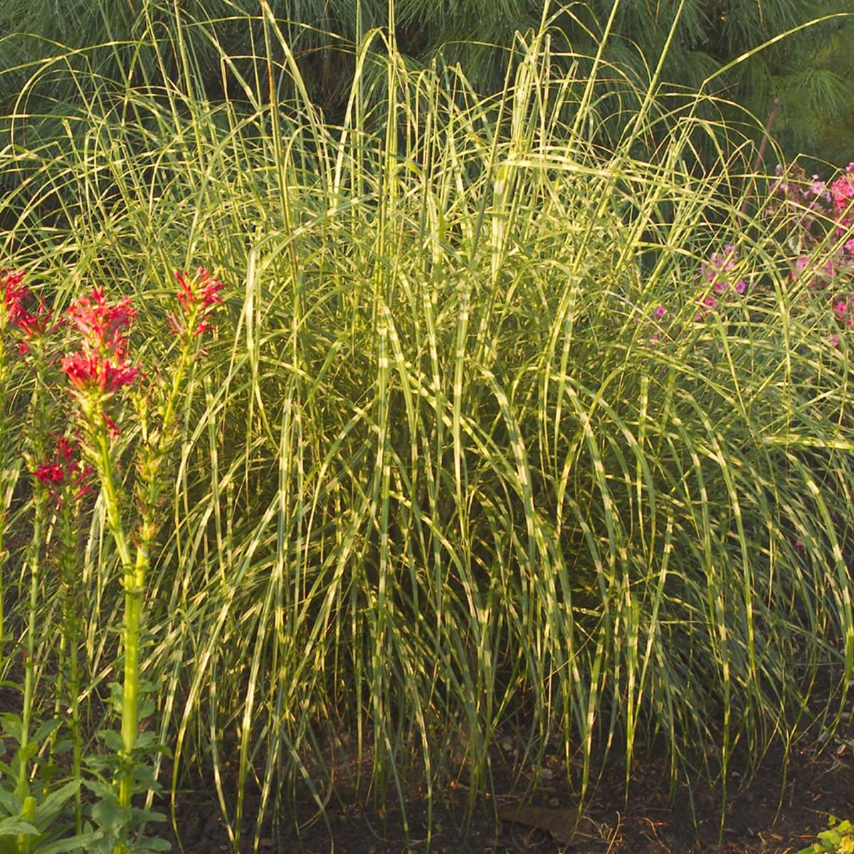 G0150 Grass Miscanthus Sinensis Little Zebra - View 3 from www redcrocus com