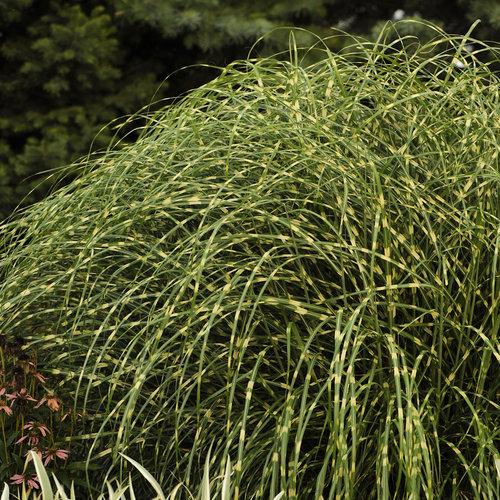G0150 Grass Miscanthus Sinensis Little Zebra - View 4 from www redcrocus com