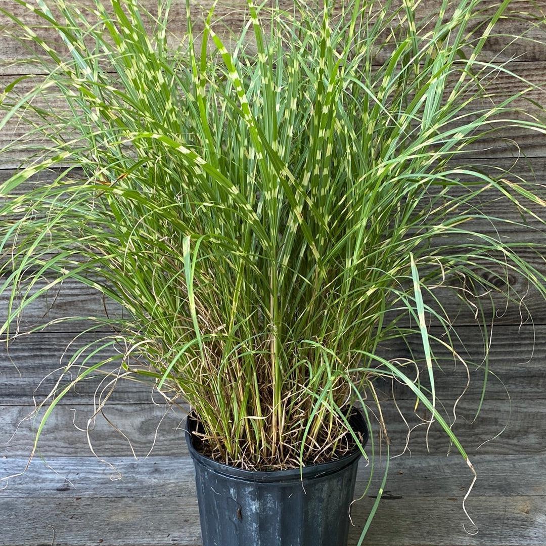 G0150 Grass Miscanthus Sinensis Little Zebra - View 6 from www redcrocus com