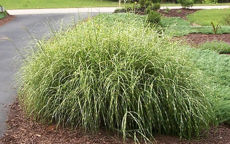 G0150 Grass Miscanthus Sinensis Little Zebra - View 9 from www redcrocus com