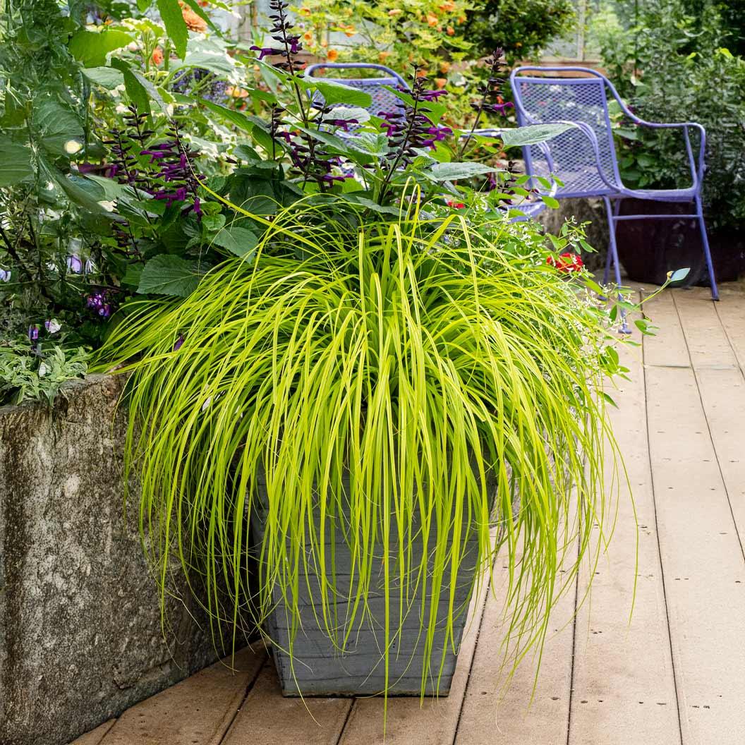 G0167 Grass, Carex Oshimensis 'everillo' - View 17 from www redcrocus com