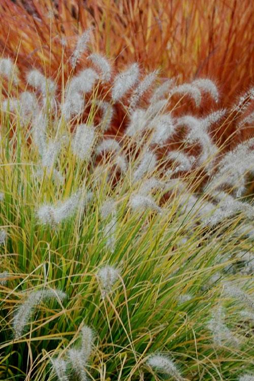 G0170 Grass, Pennisetum Alopecuroides 'lumen Gold' - View 18 from www redcrocus com