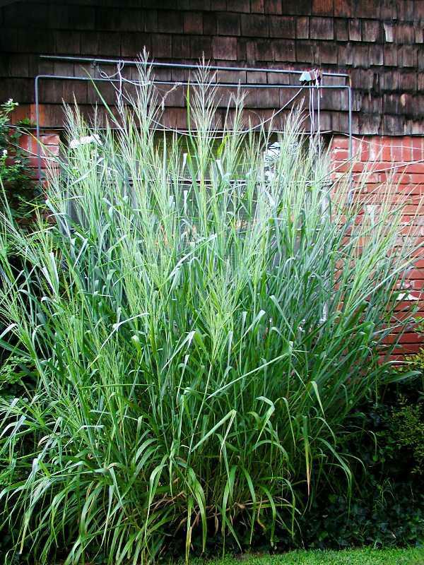G0181 Grass, Panicum Virgatum 'dallas Blues' - View 12 from www redcrocus com