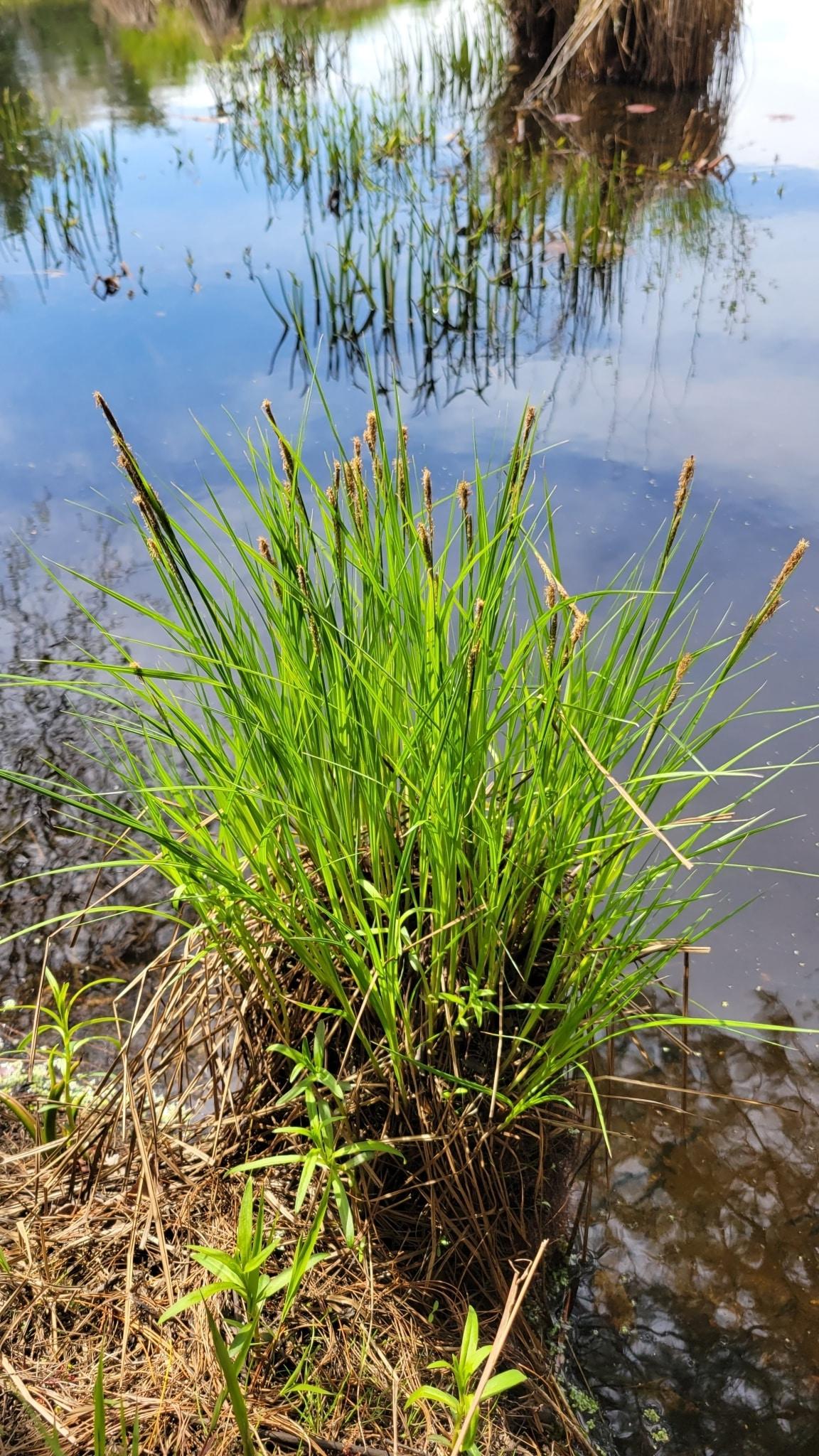 G0185 Grass, Carex Stricta - View 9 from www redcrocus com