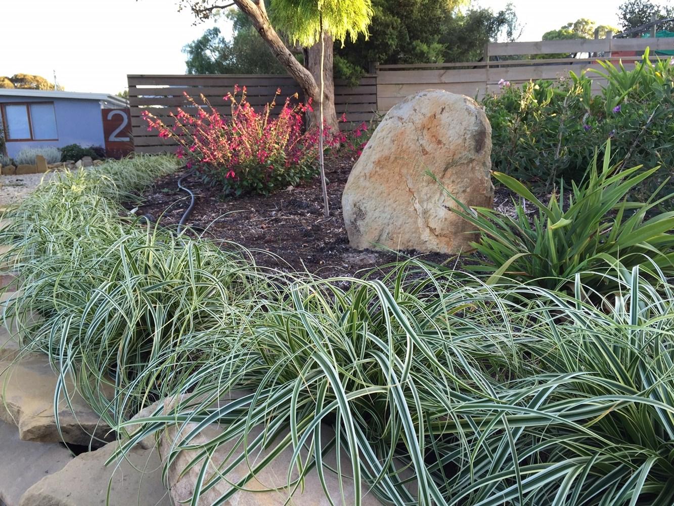 G0186 Grass, Carex 'feather Falls' - View 9 from www redcrocus com