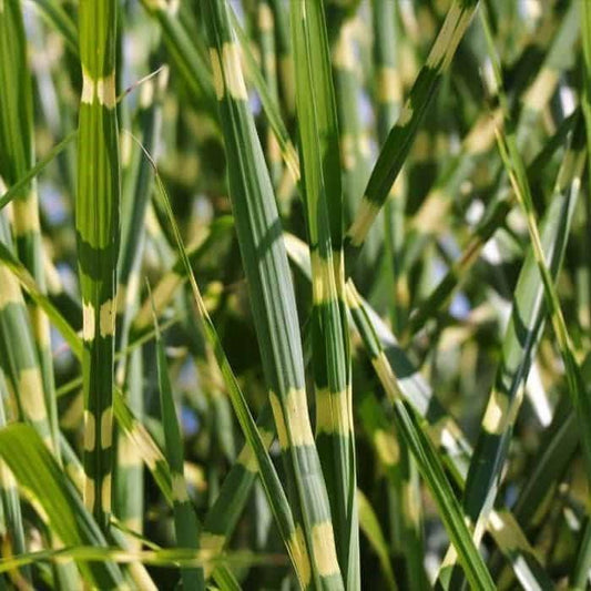 G0193 Grass, Miscanthus Sinensis 'strictus' - View 16 from www redcrocus com