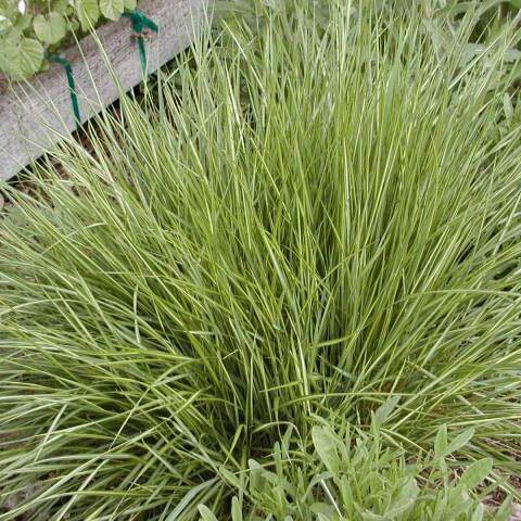G0036 Grass Calamagrostis X Acutiflora Avalanche - View 10 from www redcrocus com