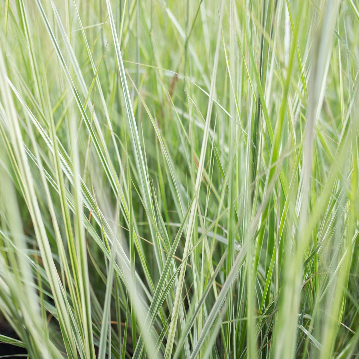 G0036 Grass Calamagrostis X Acutiflora Avalanche - View 12 from www redcrocus com