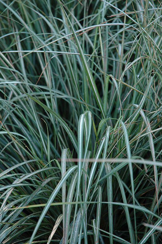 G0036 Grass Calamagrostis X Acutiflora Avalanche - View 13 from www redcrocus com