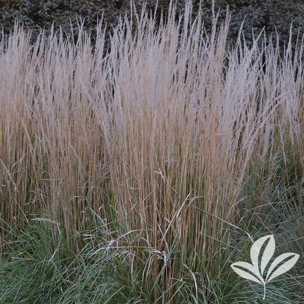 G0036 Grass Calamagrostis X Acutiflora Avalanche - View 14 from www redcrocus com