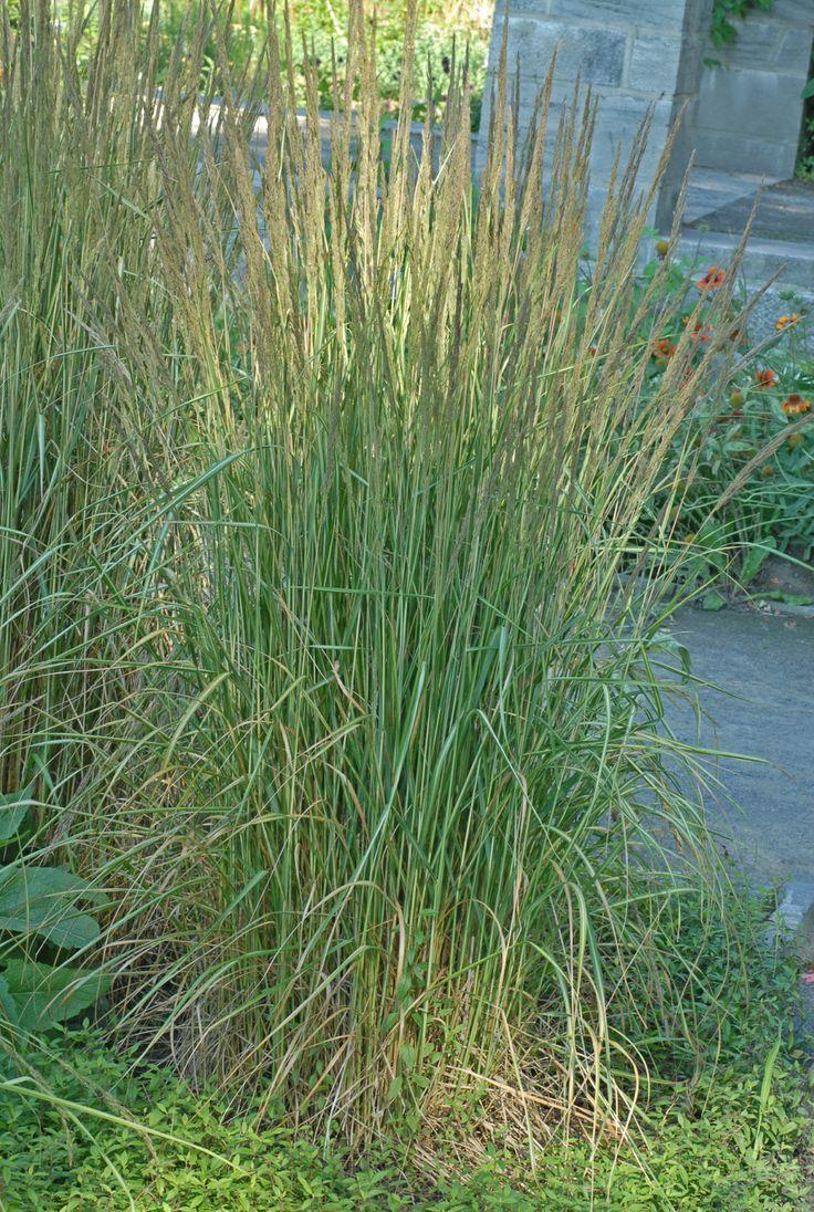 G0036 Grass Calamagrostis X Acutiflora Avalanche - View 15 from www redcrocus com