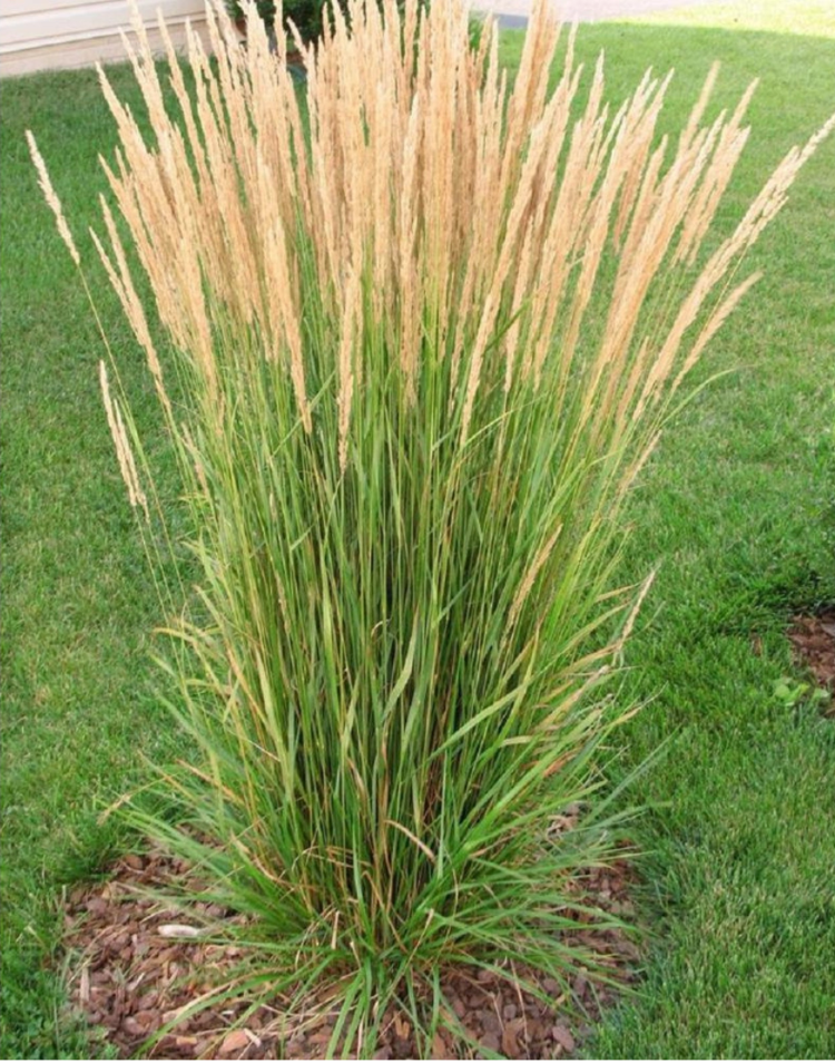 G0036 Grass Calamagrostis X Acutiflora Avalanche - View 15 from www redcrocus com