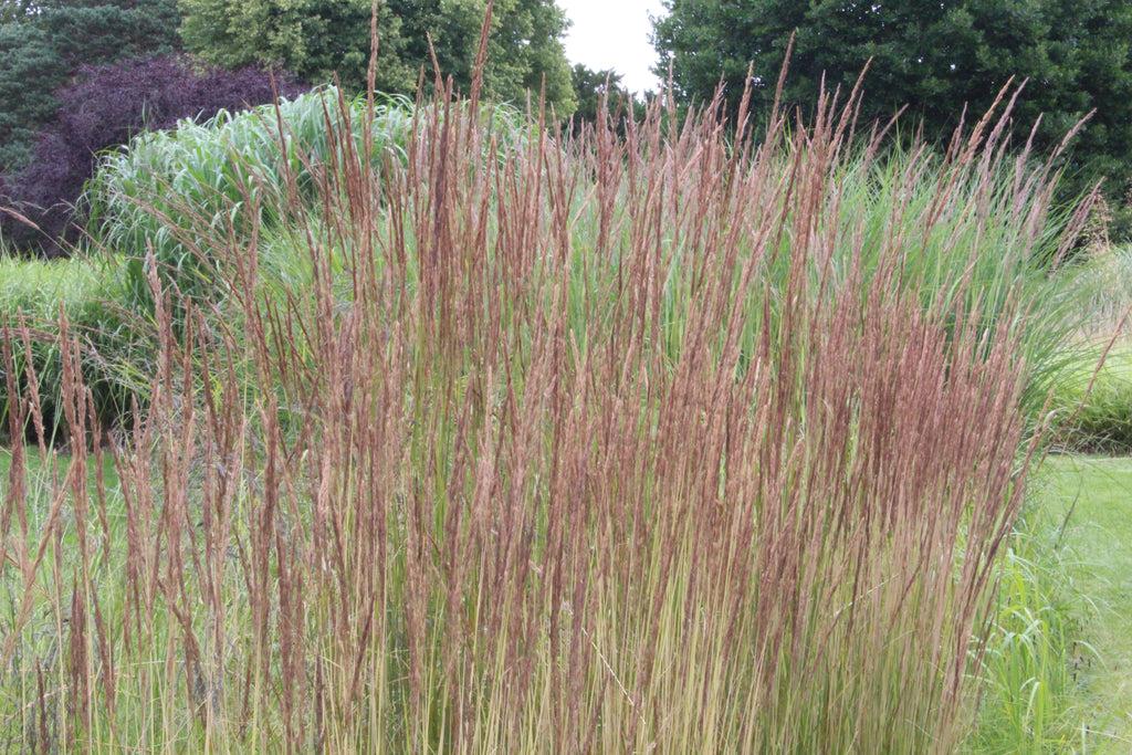 G0036 Grass Calamagrostis X Acutiflora Avalanche - View 16 from www redcrocus com