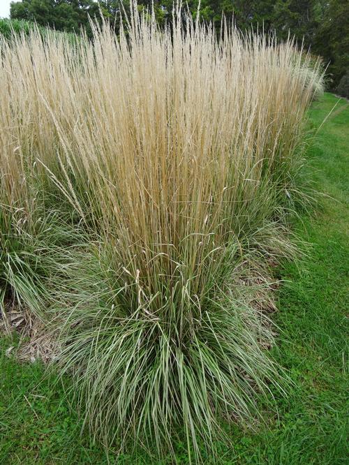 G0036 Grass Calamagrostis X Acutiflora Avalanche - View 18 from www redcrocus com