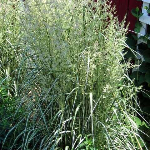 G0036 Grass Calamagrostis X Acutiflora Avalanche - View 19 from www redcrocus com