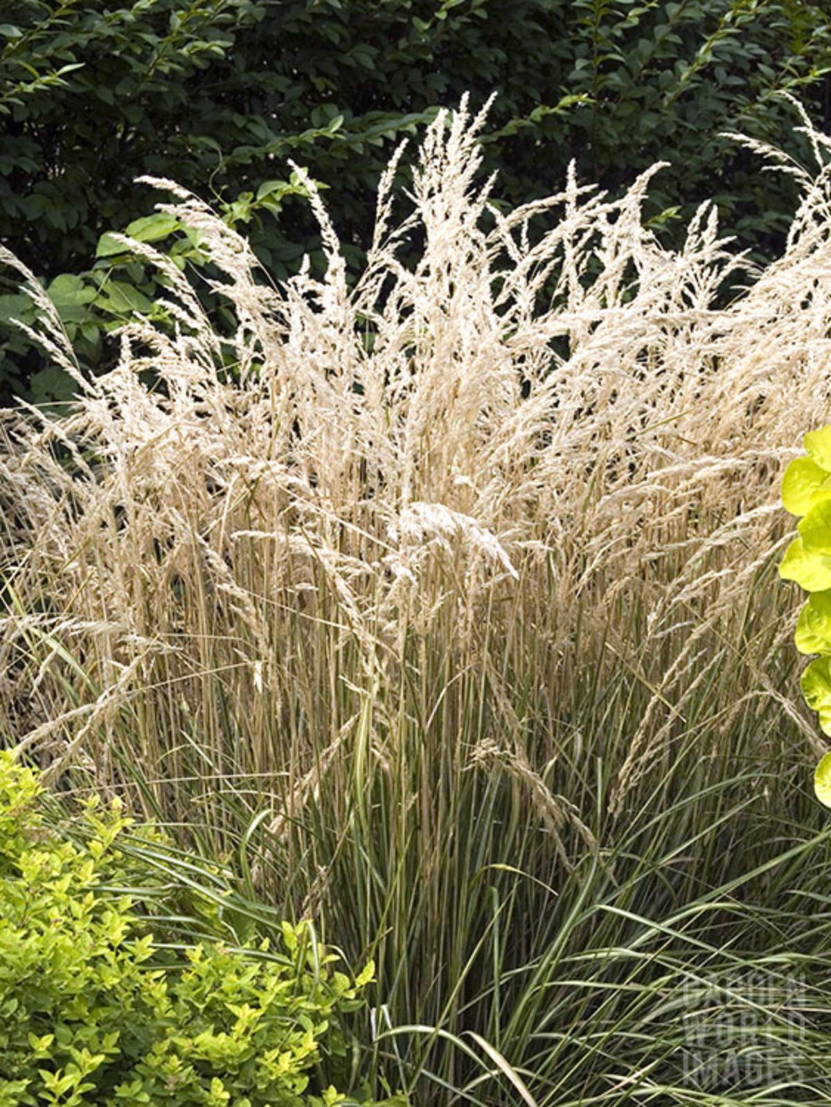 G0036 Grass Calamagrostis X Acutiflora Avalanche - View 1 from www redcrocus com