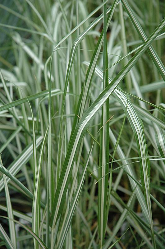 G0036 Grass Calamagrostis X Acutiflora Avalanche - View 2 from www redcrocus com