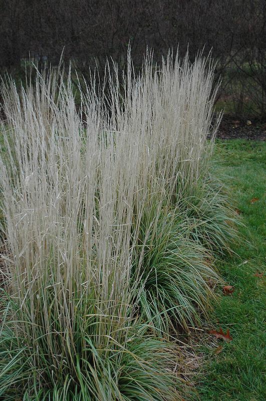 G0036 Grass Calamagrostis X Acutiflora Avalanche - View 3 from www redcrocus com