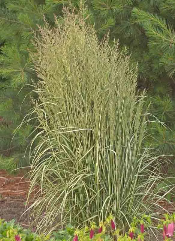 G0036 Grass Calamagrostis X Acutiflora Avalanche - View 4 from www redcrocus com