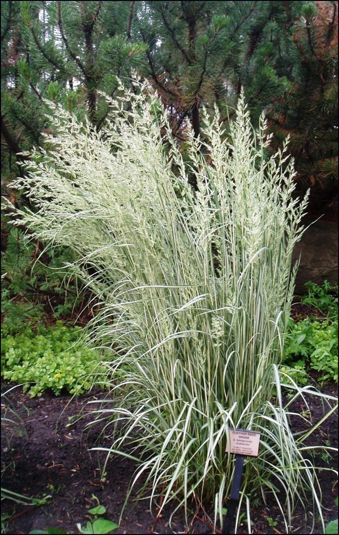 G0036 Grass Calamagrostis X Acutiflora Avalanche - View 4 from www redcrocus com