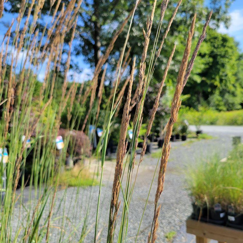 G0036 Grass Calamagrostis X Acutiflora Avalanche - View 6 from www redcrocus com