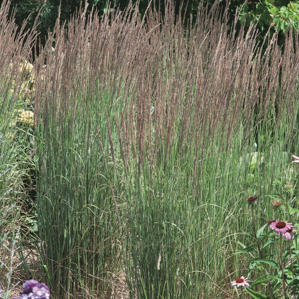 G0036 Grass Calamagrostis X Acutiflora Avalanche - View 8 from www redcrocus com