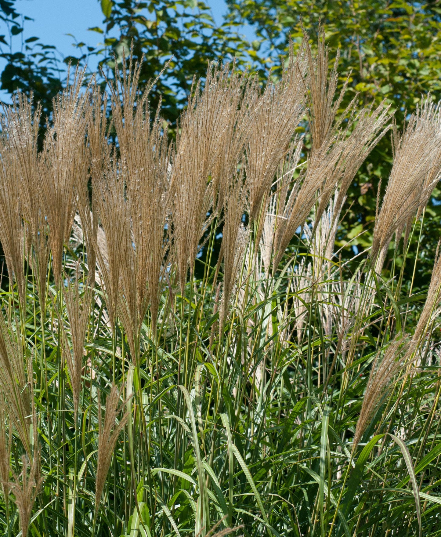 G0036 Grass Calamagrostis X Acutiflora Avalanche - View 9 from www redcrocus com