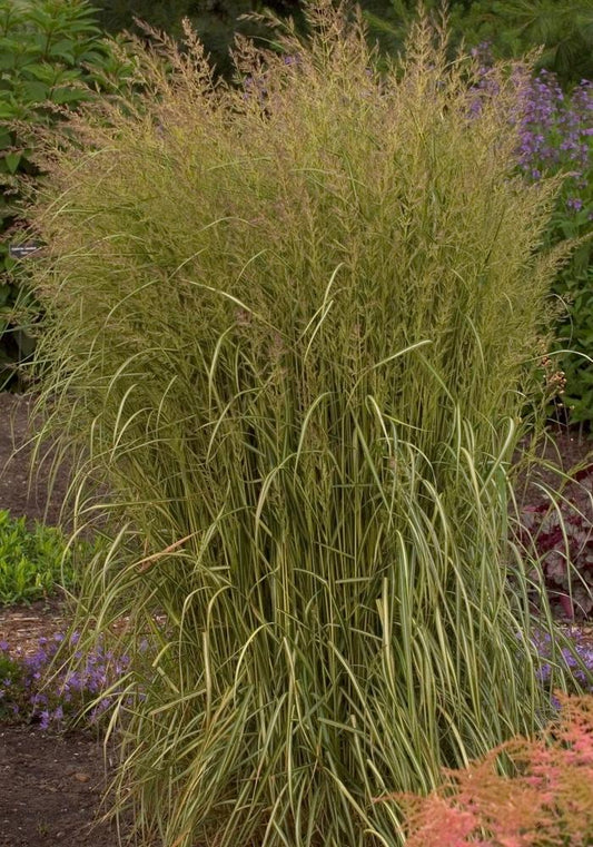 G0038 Grass Calamagrostis X Acutiflora Eldorado - View 11 from www redcrocus com