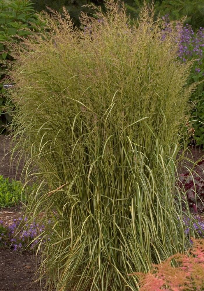 G0038 Grass Calamagrostis X Acutiflora Eldorado - View 11 from www redcrocus com