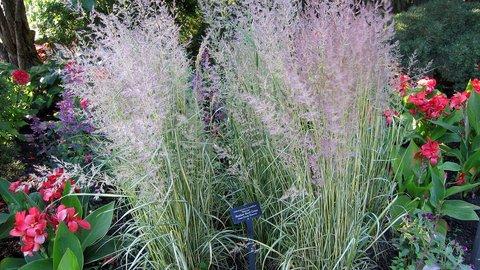 G0038 Grass Calamagrostis X Acutiflora Eldorado - View 13 from www redcrocus com