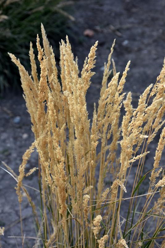 G0038 Grass Calamagrostis X Acutiflora Eldorado - View 16 from www redcrocus com