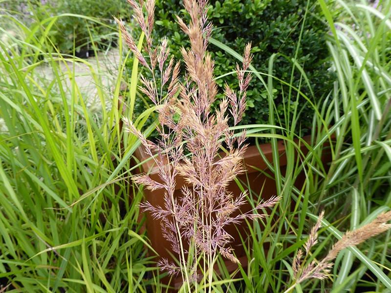 G0038 Grass Calamagrostis X Acutiflora Eldorado - View 17 from www redcrocus com
