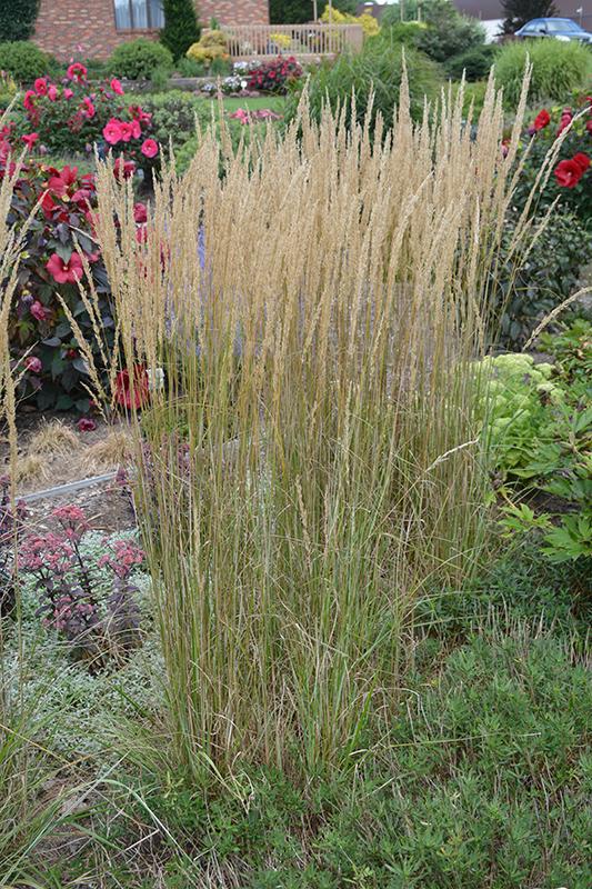 G0038 Grass Calamagrostis X Acutiflora Eldorado - View 1 from www redcrocus com