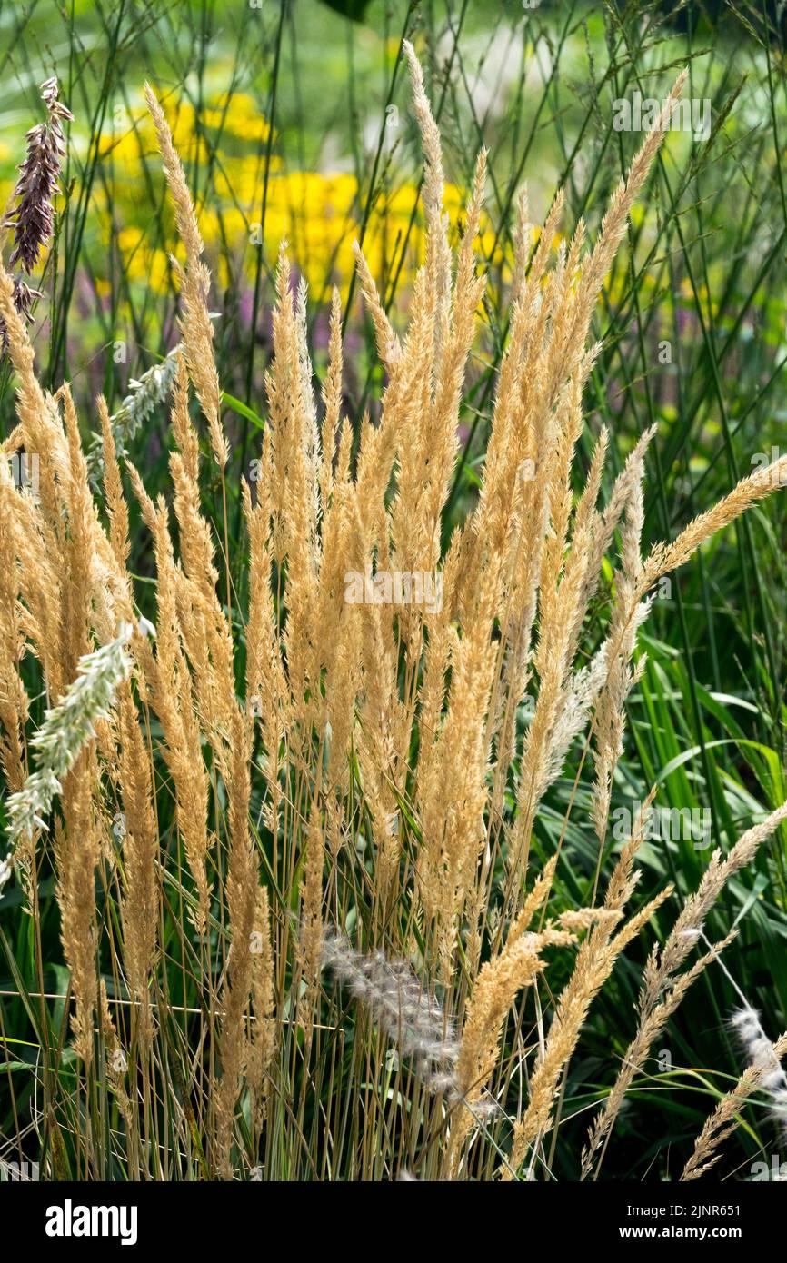 G0038 Grass Calamagrostis X Acutiflora Eldorado - View 2 from www redcrocus com