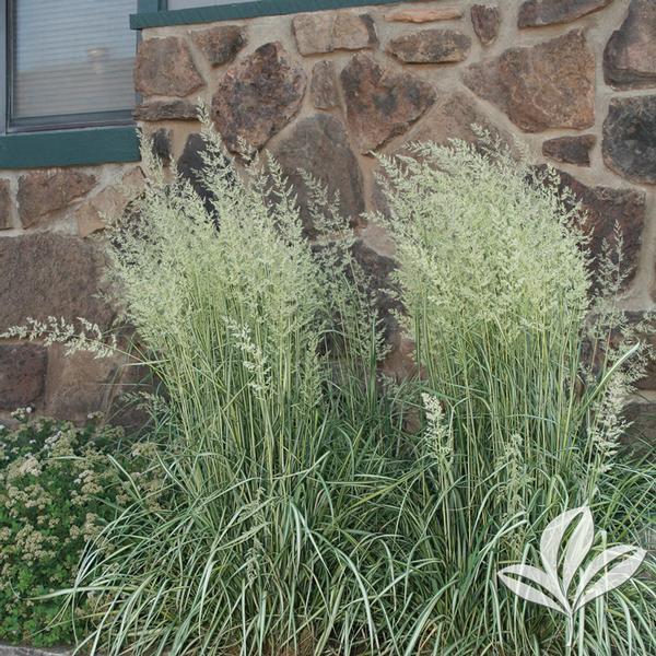 G0038 Grass Calamagrostis X Acutiflora Eldorado - View 3 from www redcrocus com