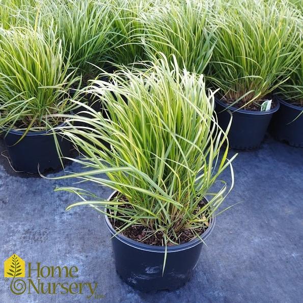G0038 Grass Calamagrostis X Acutiflora Eldorado - View 6 from www redcrocus com