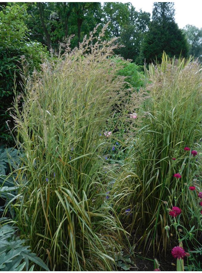 G0038 Grass Calamagrostis X Acutiflora Eldorado - View 9 from www redcrocus com
