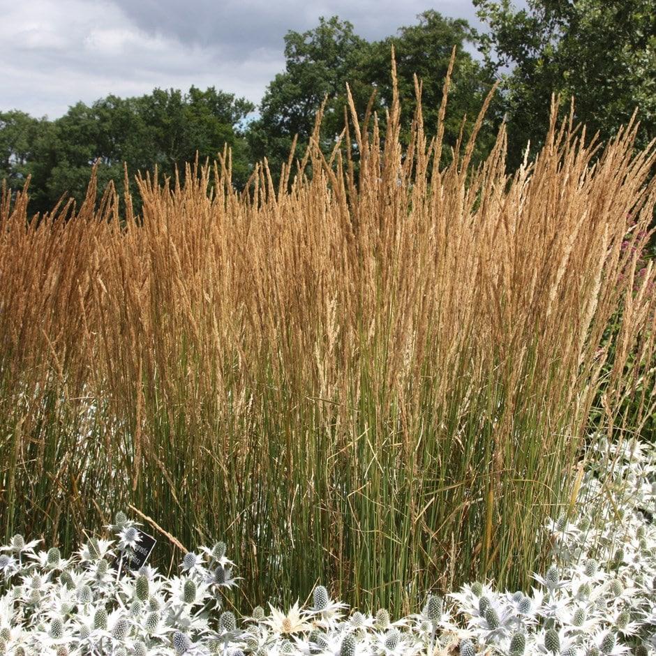 G0039 Grass Calamagrostis Acutiflora Karl Foerster - View 10 from www redcrocus com