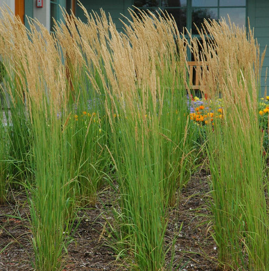 G0039 Grass Calamagrostis Acutiflora Karl Foerster - View 11 from www redcrocus com