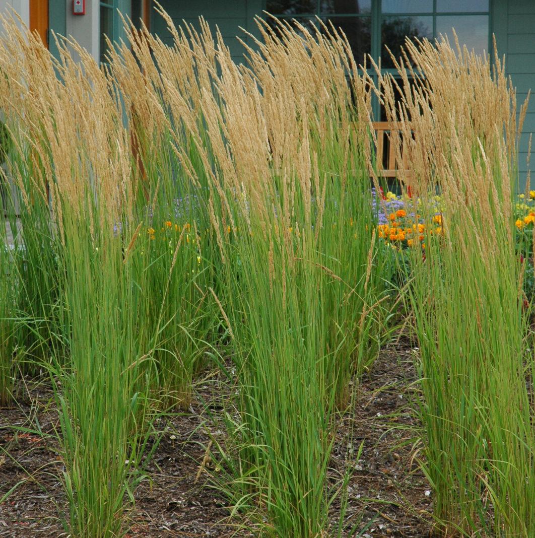 G0039 Grass Calamagrostis Acutiflora Karl Foerster - View 11 from www redcrocus com
