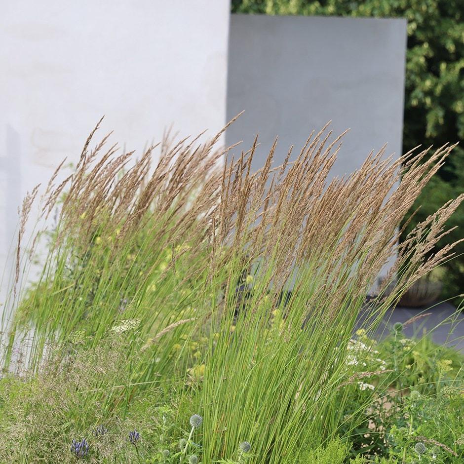 G0039 Grass Calamagrostis Acutiflora Karl Foerster - View 12 from www redcrocus com