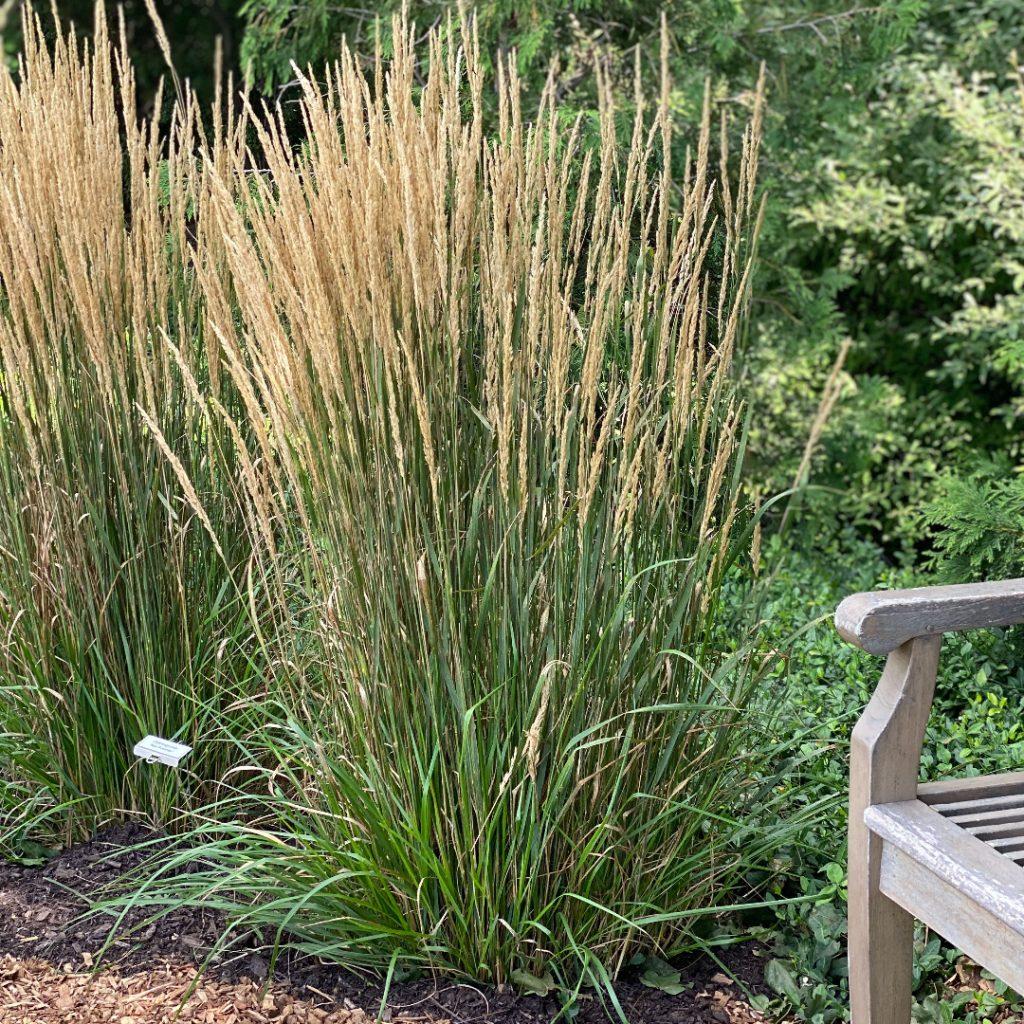G0039 Grass Calamagrostis Acutiflora Karl Foerster - View 13 from www redcrocus com