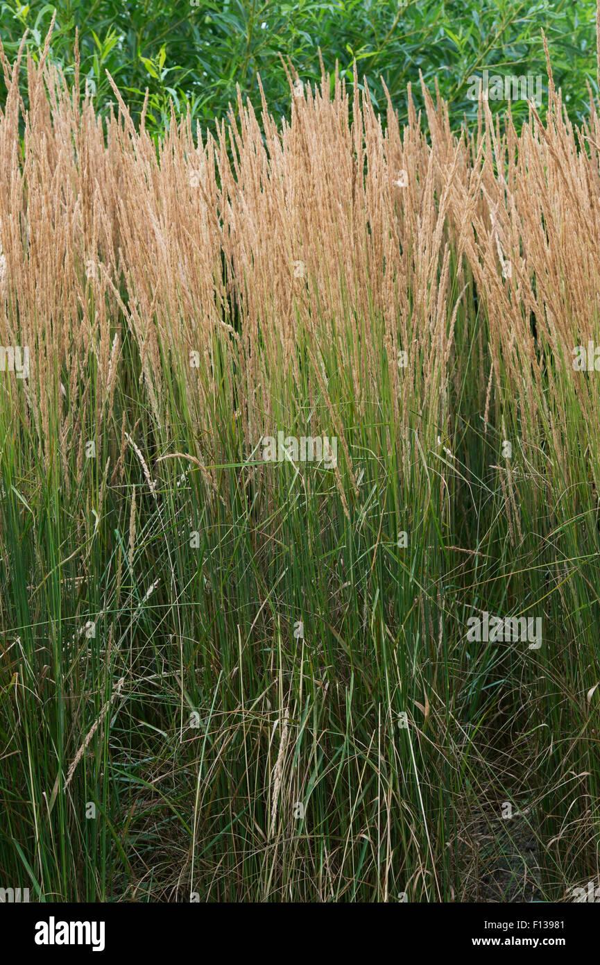 G0039 Grass Calamagrostis Acutiflora Karl Foerster - View 16 from www redcrocus com