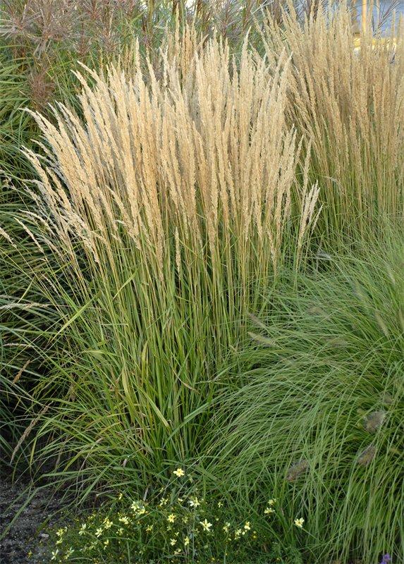G0039 Grass Calamagrostis Acutiflora Karl Foerster - View 17 from www redcrocus com