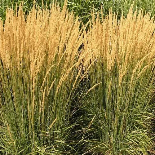 G0039 Grass Calamagrostis × Acutiflora Karl Foerster - View 18 from www redcrocus com