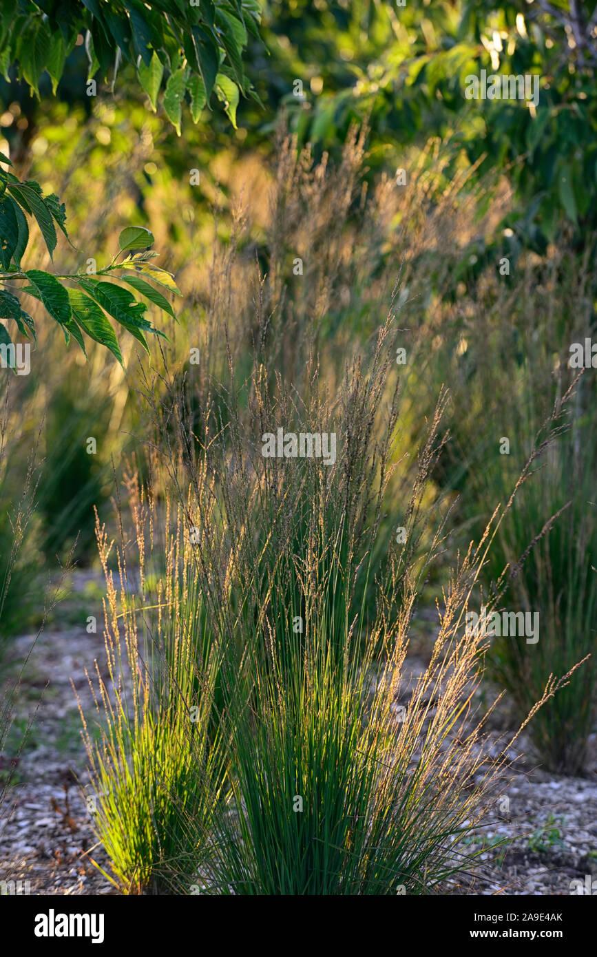 G0039 Grass Calamagrostis × Acutiflora Karl Foerster - View 18 from www redcrocus com