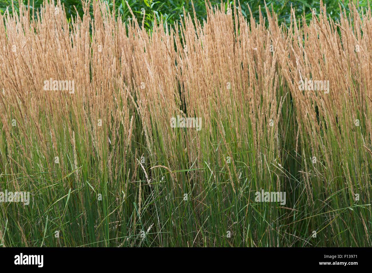G0039 Grass Calamagrostis Acutiflora Karl Foerster - View 19 from www redcrocus com