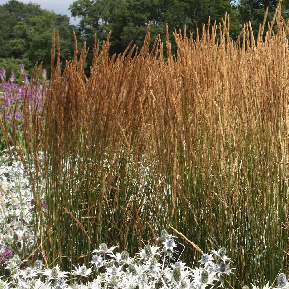 G0039 Grass Calamagrostis Acutiflora Karl Foerster - View 1 from www redcrocus com